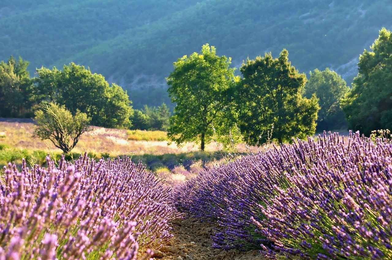 Best Herbal Teas for Sleep and Relaxation: Discover the Power of Nature - Toss&Brew