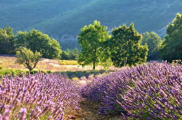 Best Herbal Teas for Sleep and Relaxation: Discover the Power of Nature - Toss&Brew